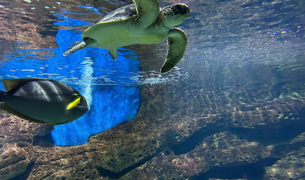 Cretan Aquarium Cretan Aquarium